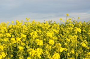 Lutter contre le mal qui rôde