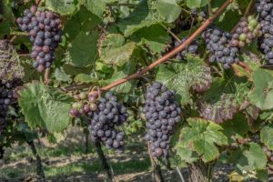 L’humble volonté de travailler à la vigne du Seigneur