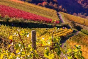 Serviteurs insuffisants de la vigne du Seigneur