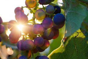 De la vigne du Seigneur au vin de l'Alliance