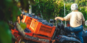 Un vigneron qui est dans les vignes