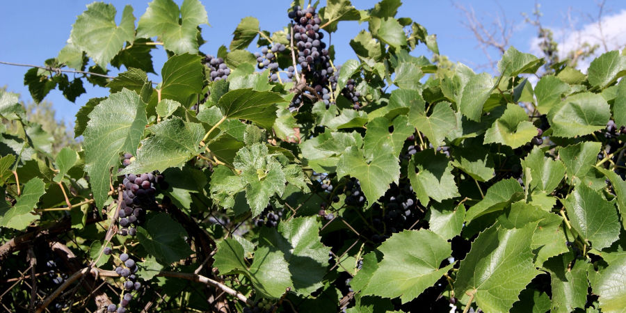 Vignes avec du raison