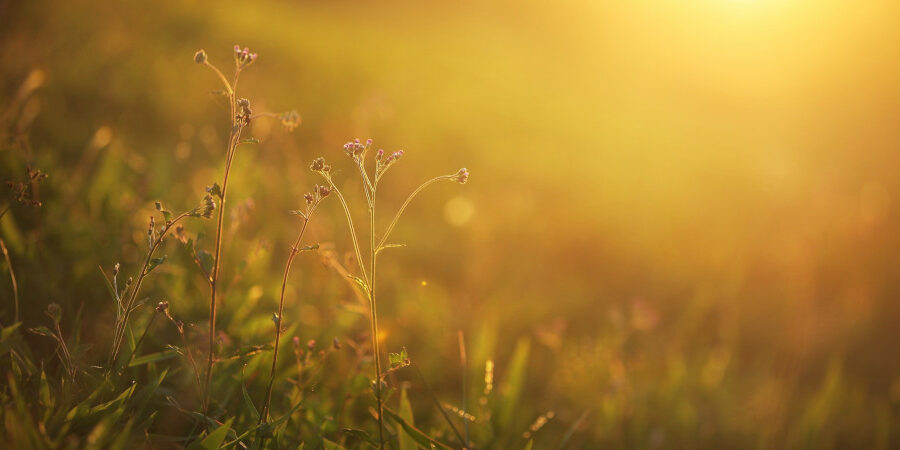 Avancer dans la lumière, la joie et l’amour de Dieu