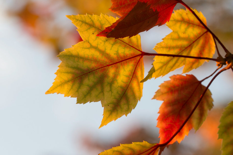 Des feuilles d'automne lumineuse