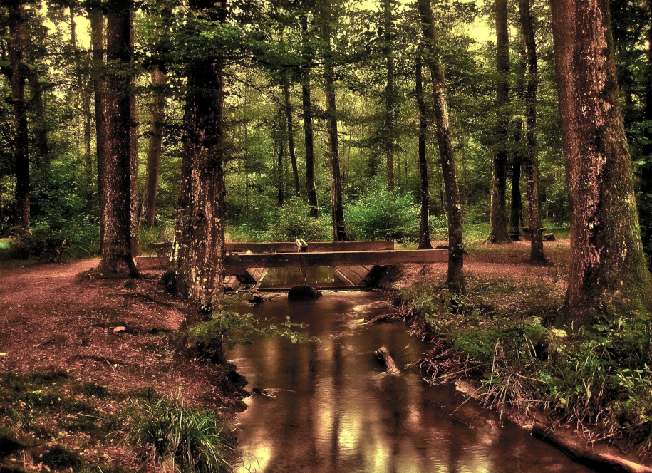 Une foret près d'un ruisseau où les arbres sont verts. Signe de l'homme qui met sa foi en Dieu