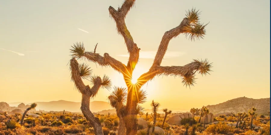 Un arbre dans le désert avec un soleil derrièr