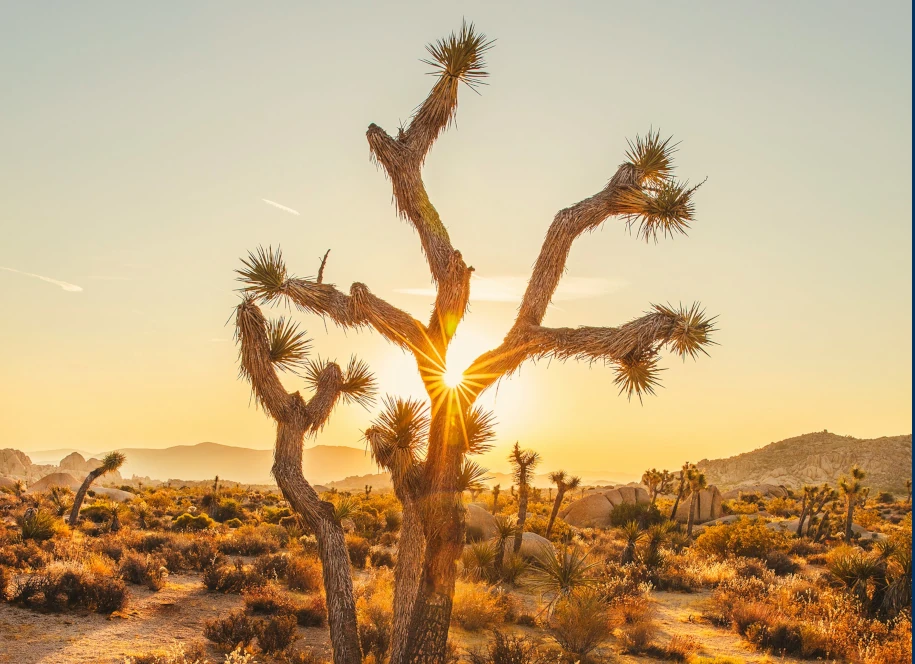 Un arbre dans le désert avec un soleil derrièr