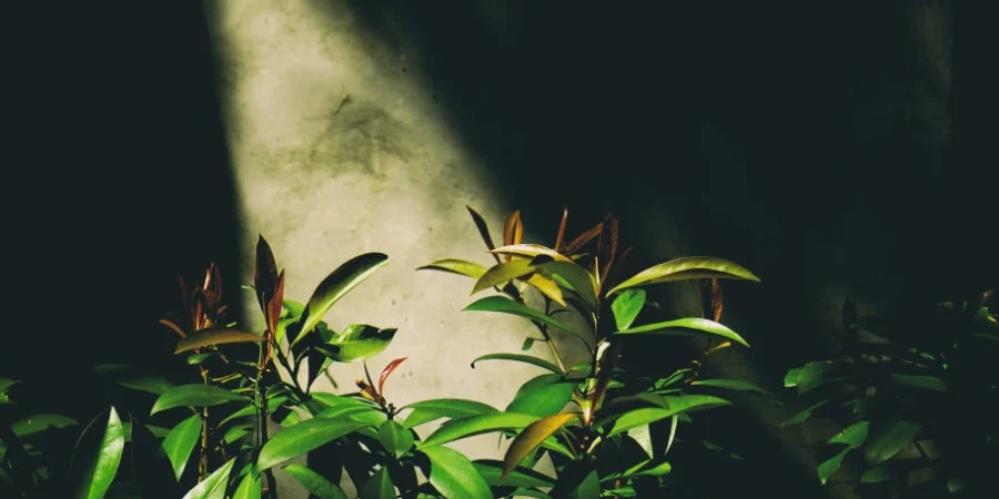 Lumière qui éclaire un buisson, qui peut faire penser au buisson ardent