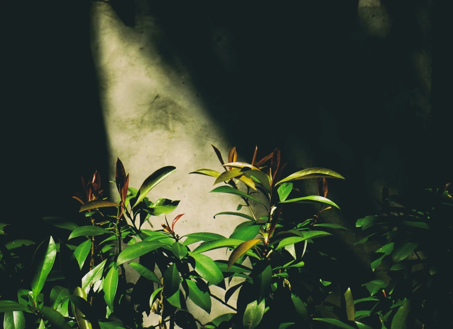 Lumière qui éclaire un buisson, qui peut faire penser au buisson ardent