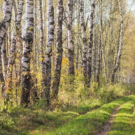 Un chemin dans la foret en automne