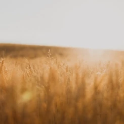 Un champ de blé où le soleil se reflète