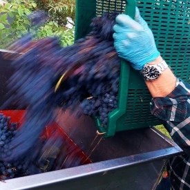 Du raisins issues d'une vigne versés dans un grand panier