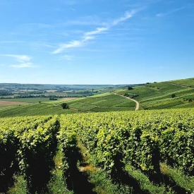 Vignes de Champagne